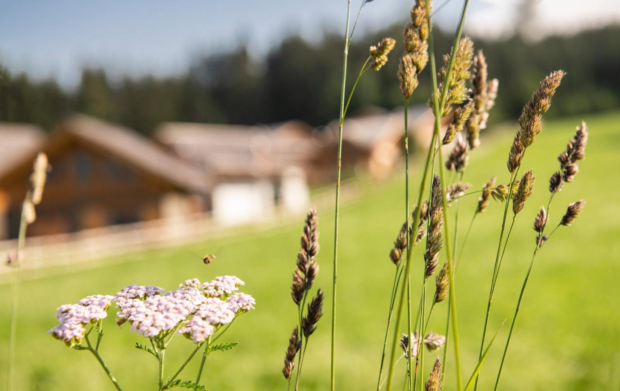 Lerchpeuntgut Alpenfreud Apartments Tamsweg Exteriér fotografie